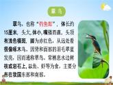 人教统编版三年级语文上册《15 搭船的鸟 第1课时》课堂教学课件PPT小学公开课