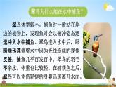人教统编版三年级语文上册《15 搭船的鸟 第1课时》课堂教学课件PPT小学公开课