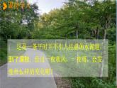 人教统编版三年级语文上册《5 铺满金色巴掌的水泥道 第1课时》课堂教学课件PPT小学公开课