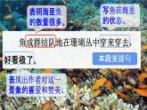 人教统编版三年级语文上册《18 富饶的西沙群岛 第2课时》课堂教学课件PPT小学公开课