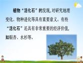人教统编版二年级语文上册《2 树之歌 第1课时》课堂教学课件PPT小学公开课