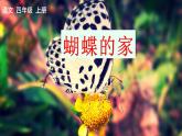 部编版语文　四年级上册《蝴蝶的家》　课件