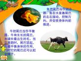 人教版（部编版）小学语文一年级上册课文（二）6.比尾巴   课件11