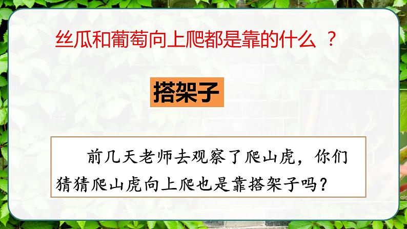 部编版语文　四年级上册《爬山虎的脚》　课件05