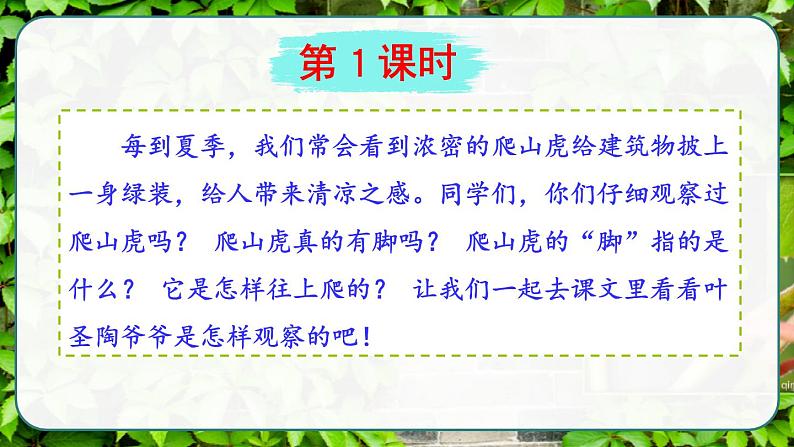 部编版语文　四年级上册《爬山虎的脚》　课件07