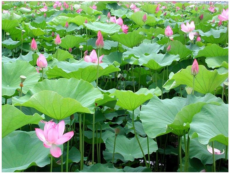 部编版小学语文一年级12_古诗二首池上(1)课件01