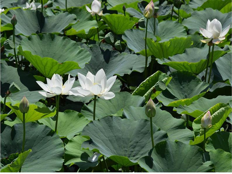 部编版小学语文一年级12_古诗二首池上(1)课件02