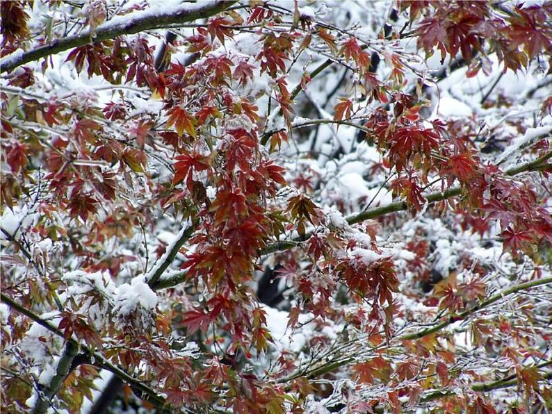 部编版小学语文一年级上册12雪地里的小画家(17)课件06