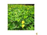 人教版语文上第一单元2落花生ppt