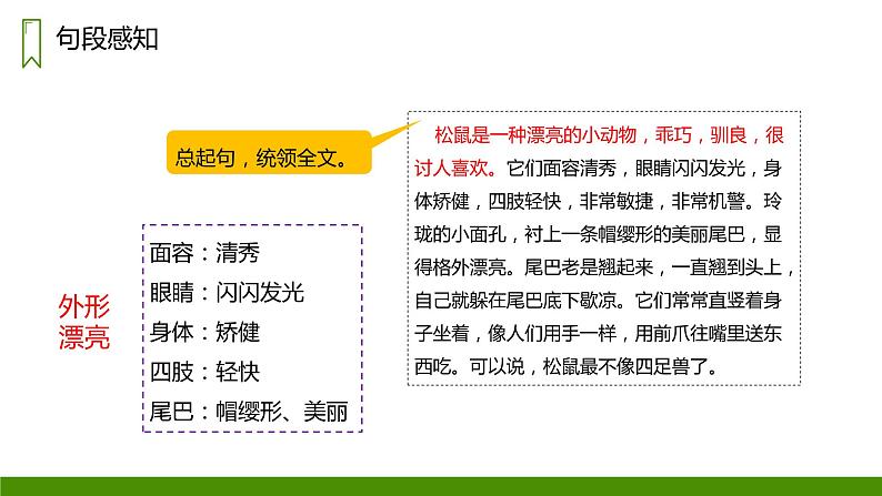 部编版语文五年级上册 17 松鼠  课件第6页