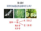 新部编版二年级上语文《3 植物妈妈有办法》优质公开课教学课件