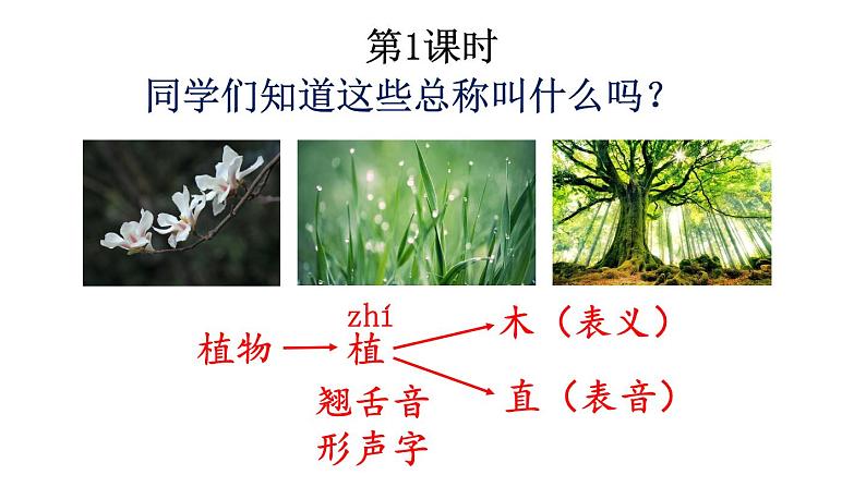 新部编版二年级上语文《3 植物妈妈有办法》优质公开课教学课件03