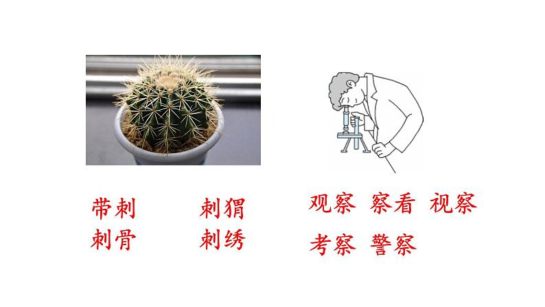 新部编版二年级上语文《3 植物妈妈有办法》优质公开课教学课件07