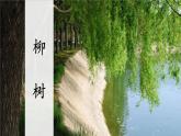 新部编版二年级上语文识字2《树之歌》优质公开课教学课件