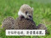 新部编人教版二年级上语文《口语交际：有趣的动物》优质公开课教学课件