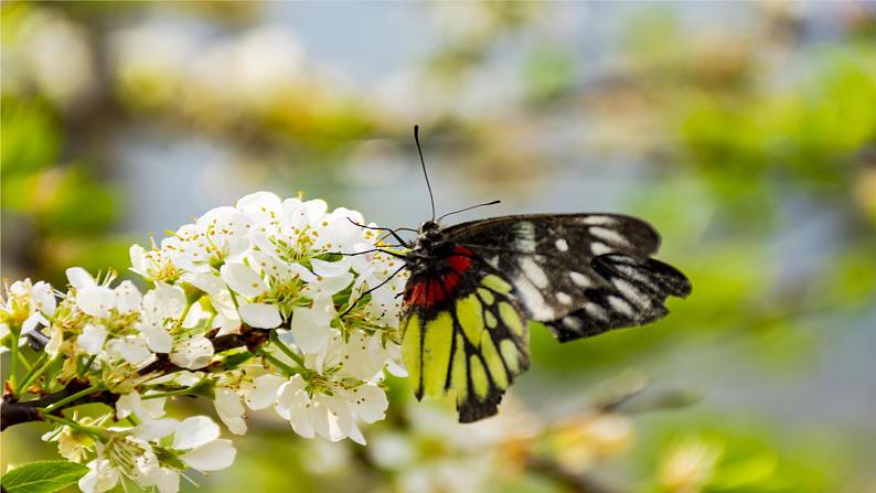 部编版语文四年级上册8.《蝴蝶的家》（课件+教案+习题）04