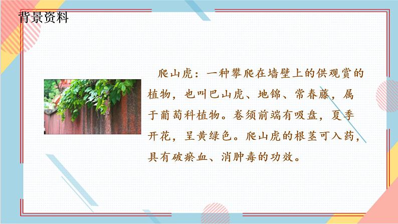 部编版语文四年级上册10.《爬山虎的脚》（课件+教案+习题）04