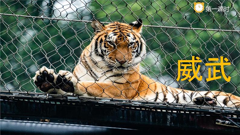 部编版语文四年级上册19.《一只窝囊的大老虎》（课件+教案+习题）03