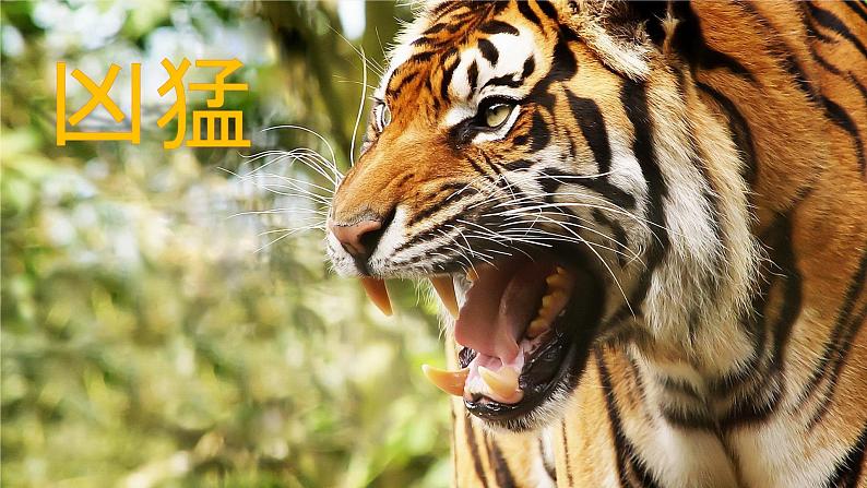 部编版语文四年级上册19.《一只窝囊的大老虎》（课件+教案+习题）04