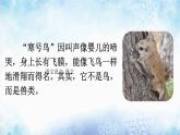 二年级语文上册教学课件-13.寒号鸟17-部编版(共28张PPT)