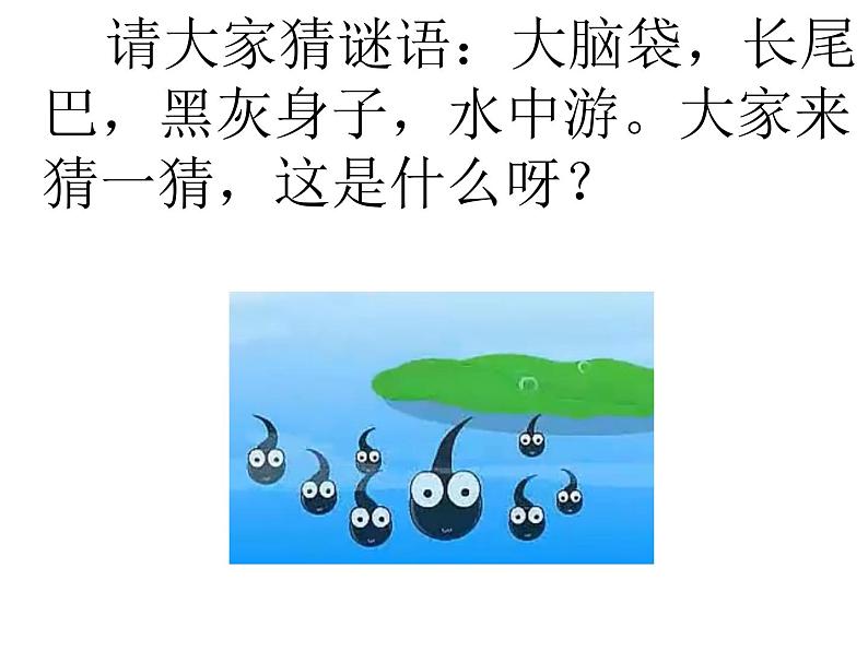 人教版（部编版）小学语文二年级上册1.小蝌蚪找妈妈  课件02