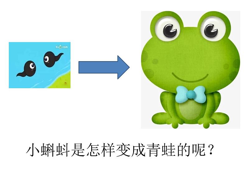 人教版（部编版）小学语文二年级上册1.小蝌蚪找妈妈  课件03