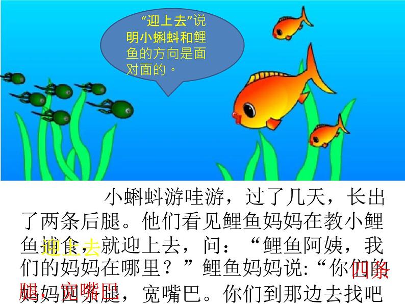 人教版（部编版）小学语文二年级上册1.小蝌蚪找妈妈  课件05