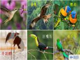 16《表里的生物》授課課件+生字課件+教案+課文朗讀