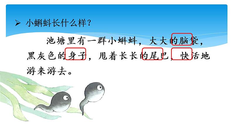 部编版语文二年级上册课文1 小蝌蚪找妈妈2课时   课件第4页