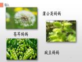 人教版（部编版）小学语文二年级上册 3.植物妈妈有办法  课件