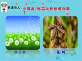 人教版（部编版）小学语文二年级上册 3.植物妈妈有办法  课件