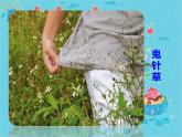 人教版（部编版）小学语文二年级上册 3.植物妈妈有办法  课件