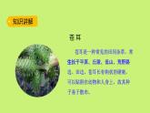 人教版（部编版）小学语文二年级上册 3.植物妈妈有办法  课件