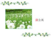 人教版（部编版）小学语文二年级上册 3.植物妈妈有办法  课件