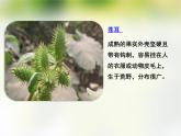 人教版（部编版）小学语文二年级上册 3.植物妈妈有办法  课件
