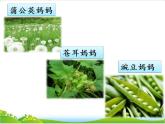人教版（部编版）小学语文二年级上册 3.植物妈妈有办法  课件