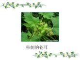 人教版（部编版）小学语文二年级上册 3.植物妈妈有办法  课件