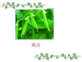 人教版（部编版）小学语文二年级上册 3.植物妈妈有办法  课件