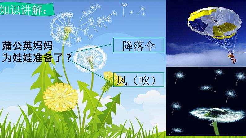 人教版（部编版）小学语文二年级上册 3.植物妈妈有办法  课件06