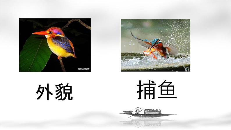 部编版三年级上册语文《15搭船的鸟》课件（精品）06