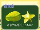 二年级下册语文课件-13.画杨桃-部编版(共21张PPT)