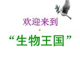 人教版（部编版）小学语文二年级上册 口语交际：有趣的动物    课件
