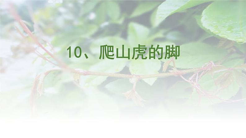 部编版四年级语文上册10.爬山虎的脚课件+教案01