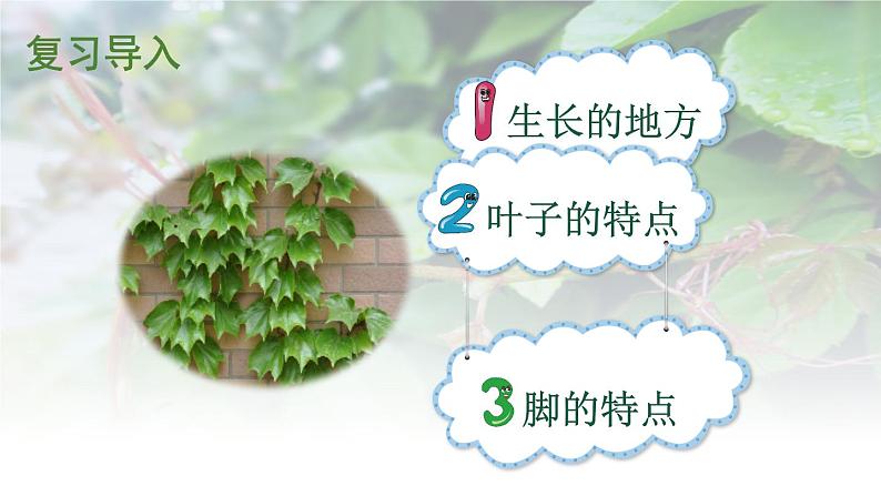 部编版四年级语文上册10.爬山虎的脚课件+教案02