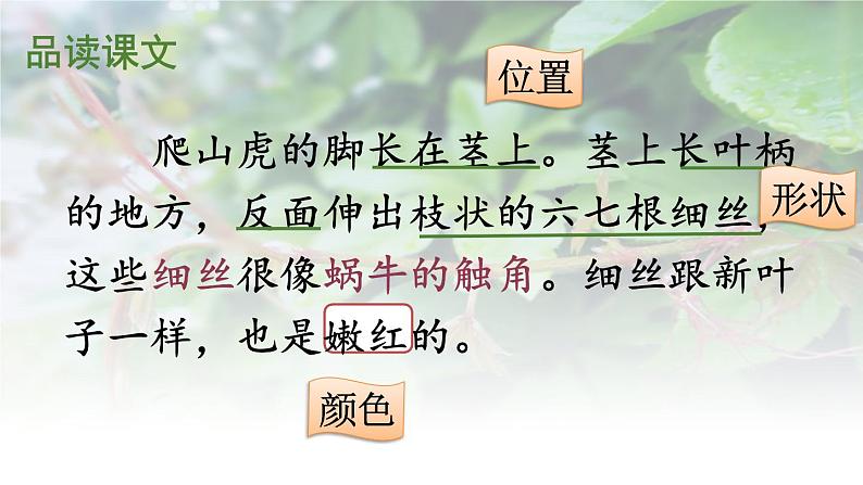 部编版四年级语文上册10.爬山虎的脚课件+教案04