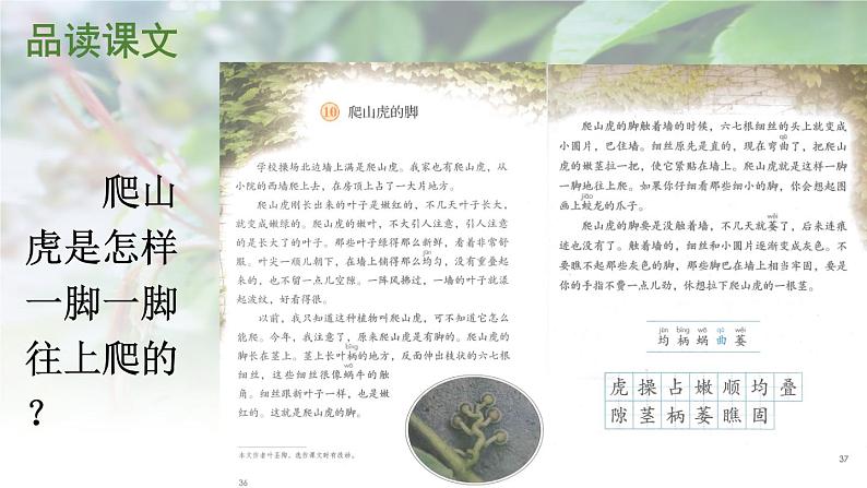 部编版四年级语文上册10.爬山虎的脚课件+教案05