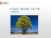 二年级上册语文部编版教案课文识字2.树之歌  课件