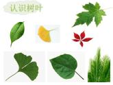 二年级上册语文部编版教案课文识字2.树之歌  课件