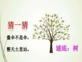 二年级上册语文部编版教案课文识字2.树之歌  课件7