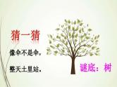 二年级上册语文部编版教案课文识字2.树之歌  课件7